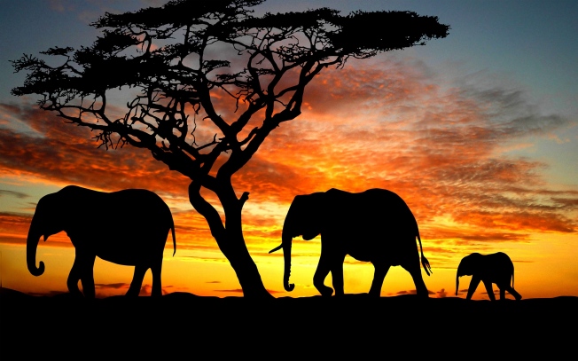 elephants sunset